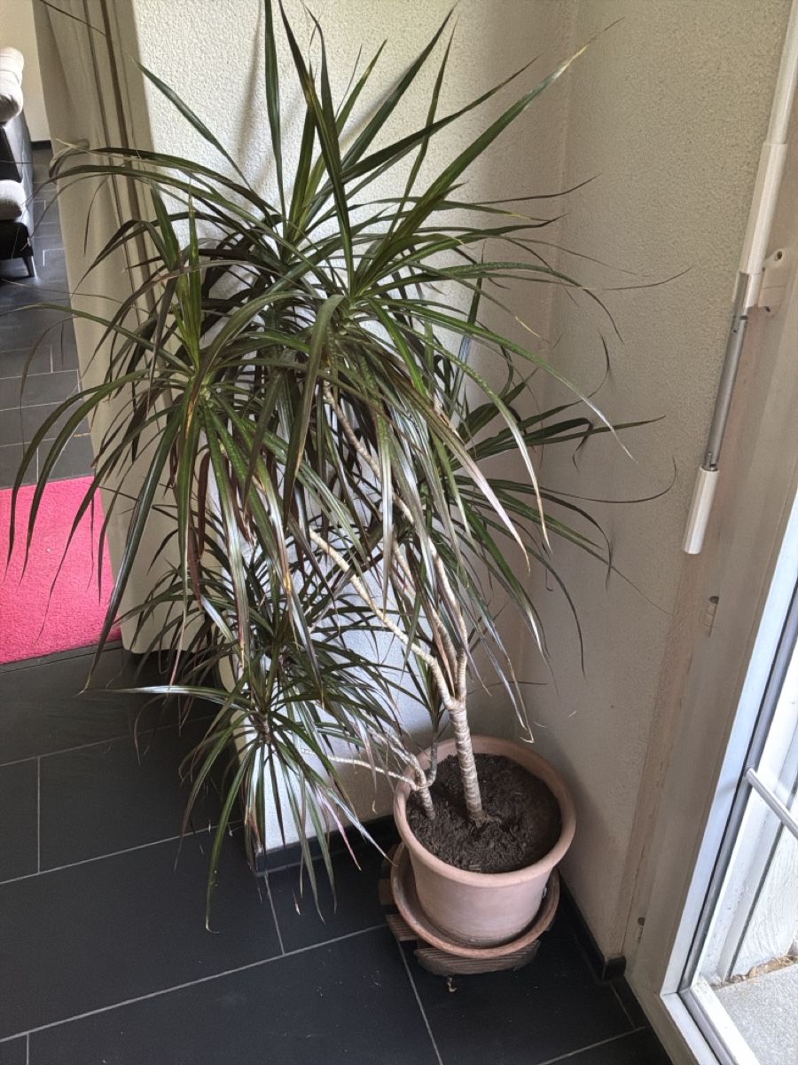 Piante & sementi: Drachenpalme / Palma Dracaena – Usato da Bremgarten AG venduto da Belana0 1