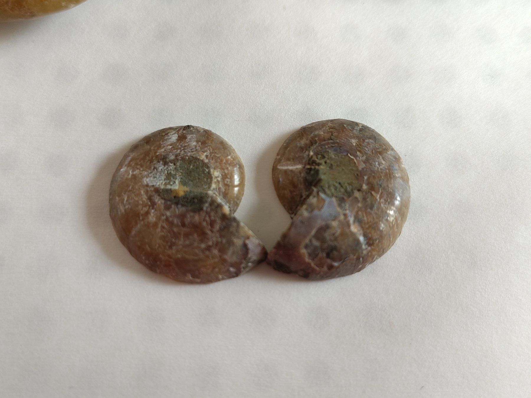 Fossili: 3 Stück Ammoniten klein gross hell neu deko set 1 – Nuovo e nell'imballaggio originale da Leuggern venduto da Pummi19 2