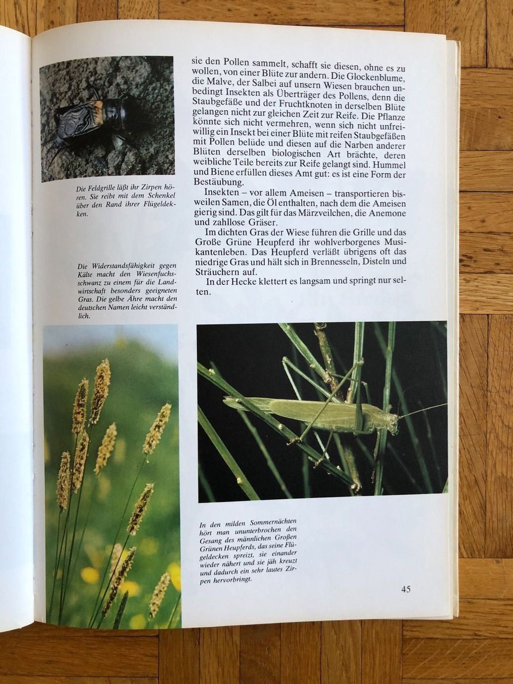 Libri: Die Wiese lebt – Usato da Petit-Lancy venduto da Hastala42 3