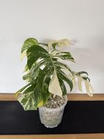 🌱Monstera deliciosa Variegata🌱 Nr. 8