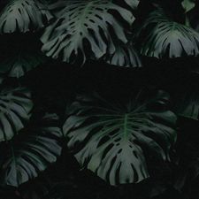 Profile image of Axoool