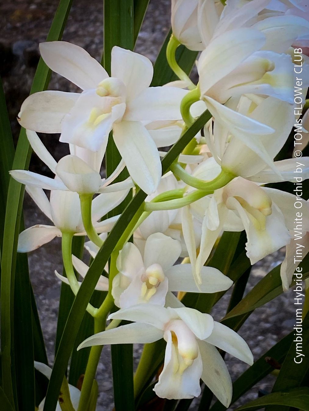 Piante & sementi: Cymbidium Hybride Tiny White Orchidee – Nuovo e nell'imballaggio originale da Adliswil venduto da astom369 2