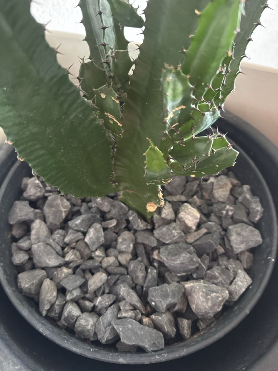 Plantes & graines: Kaktus mit Topf – D'occasion à Grüt (Gossau ZH) par tam_m9wb 2