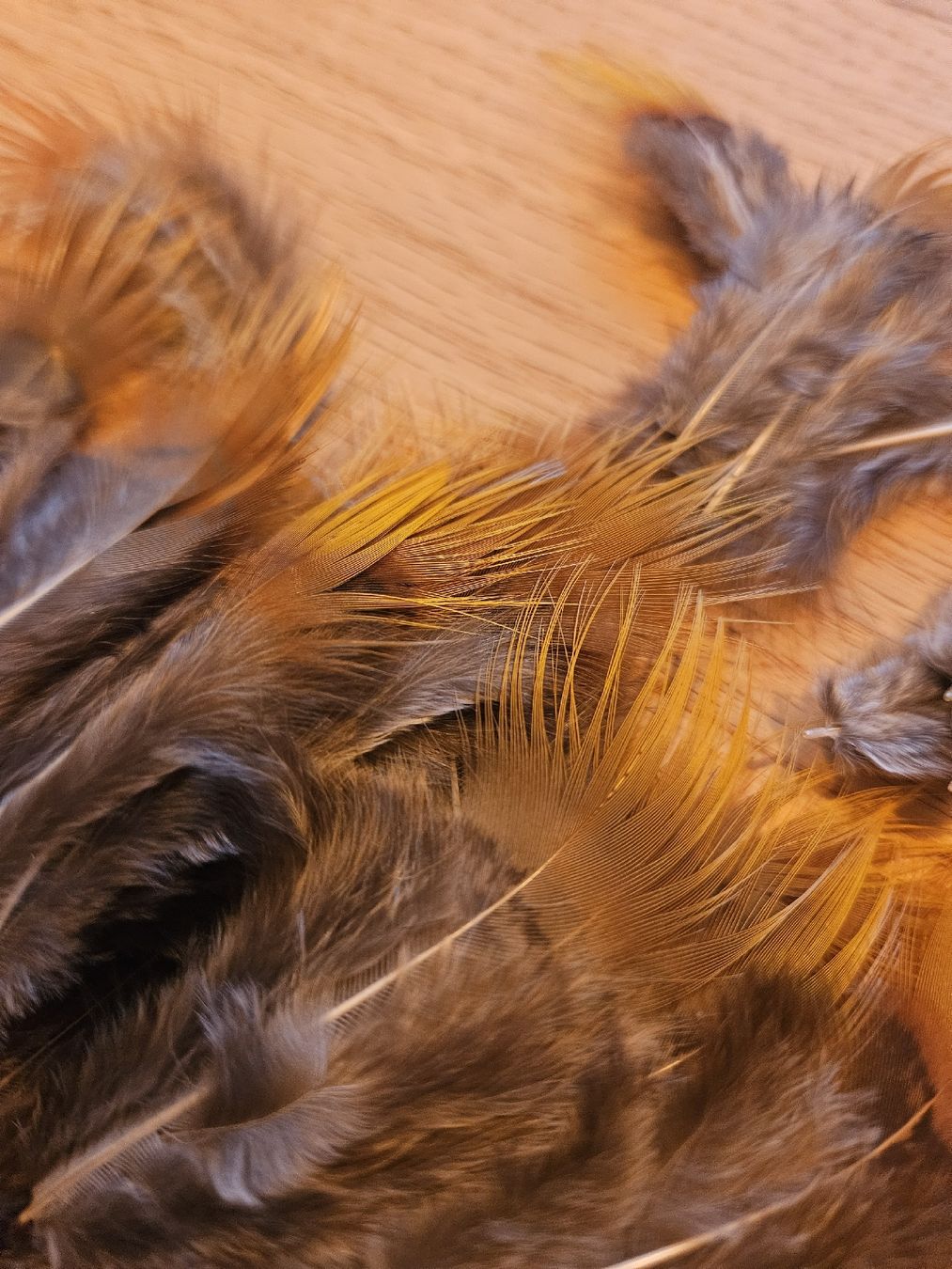 Il mondo degli animali: Federn Goldfasan – Nuovo (secondo la descrizione) da Wallenwil venduto da luc_mei 2
