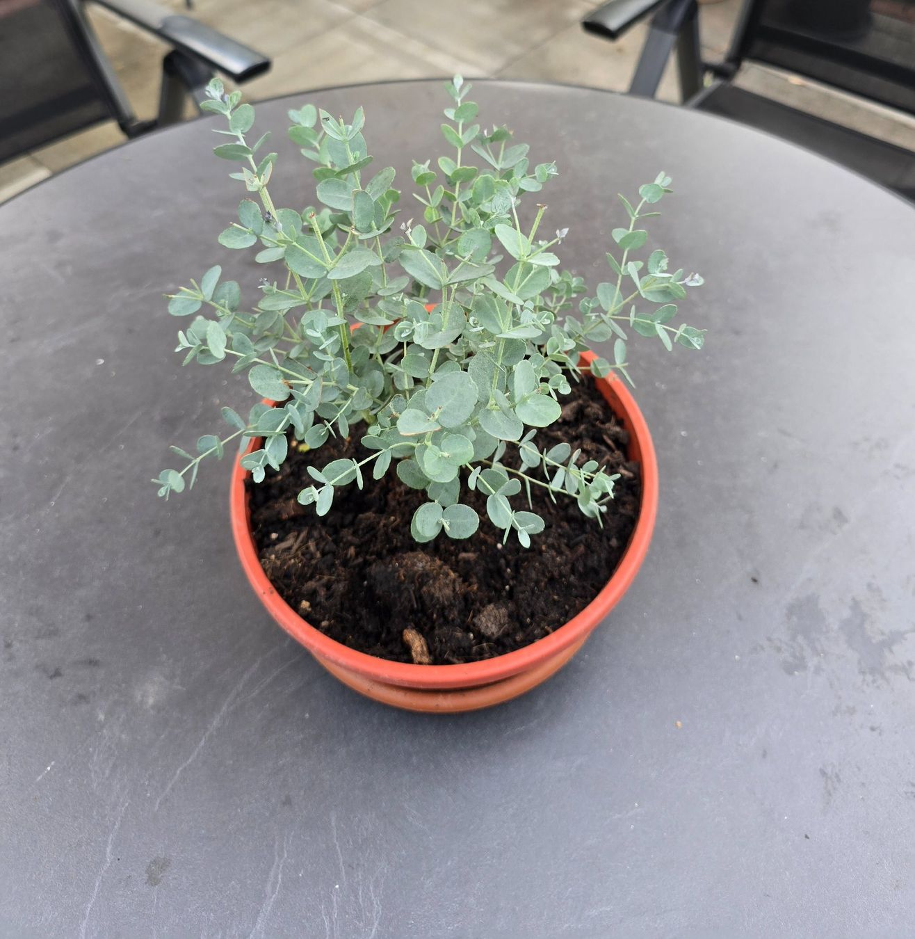 Plantes & graines: Kleine Eukalyptus Pflanze - Tischdeko – D'occasion à Aarburg par popkorn65 4