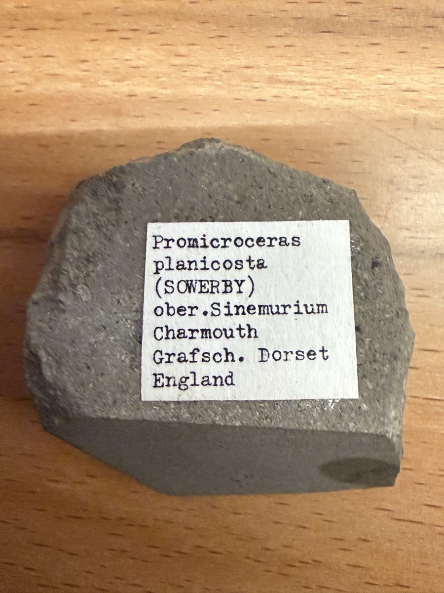 Fossilien: Ammonit – Gebraucht aus Grenchen von Bastet007 9