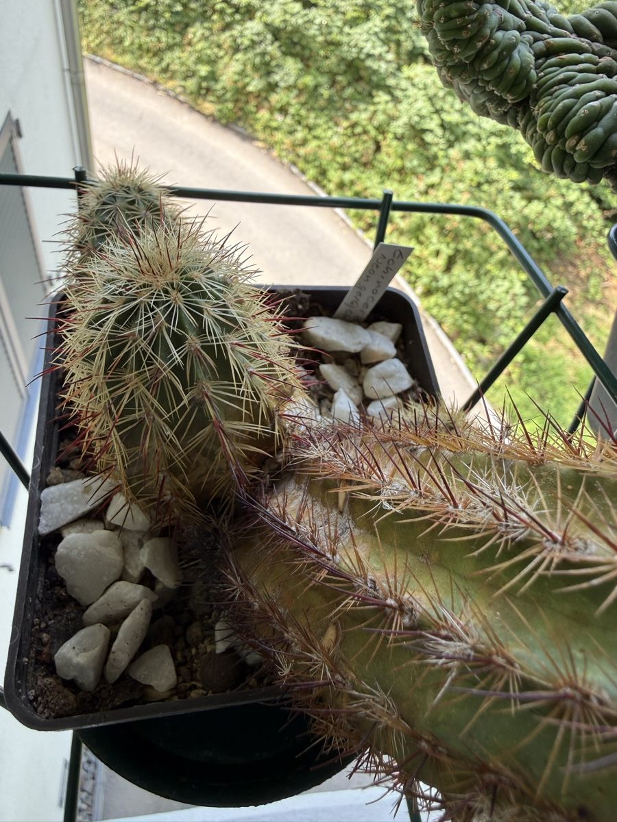 Plantes & graines: Echinocereus chloranthus  – D'occasion à Rorbas par SimS0n 3