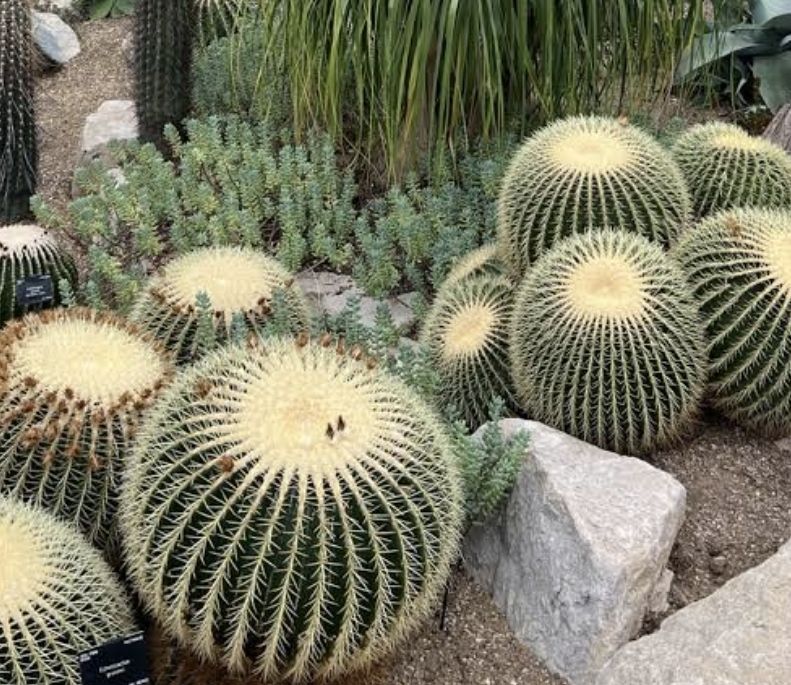 Piante & sementi: XL ECHINOCACTUS D: 25 -30 cm. Echinocactus SUPERDECORATIV! – Nuovo e nell'imballaggio originale da Rovio venduto da POSITIFFARTandPLANTS
