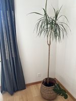 Dracaena Marginata Zimmerpflanze im Korb guter Zustand
