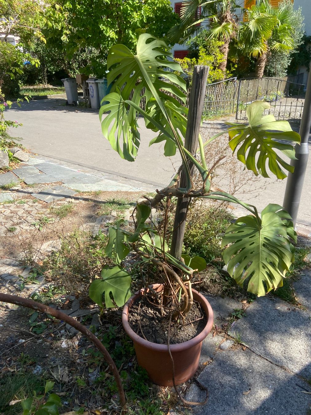 Pflanzen & Samen: monstera zimmerpflanze – Gebraucht aus Meilen von rowland534 1