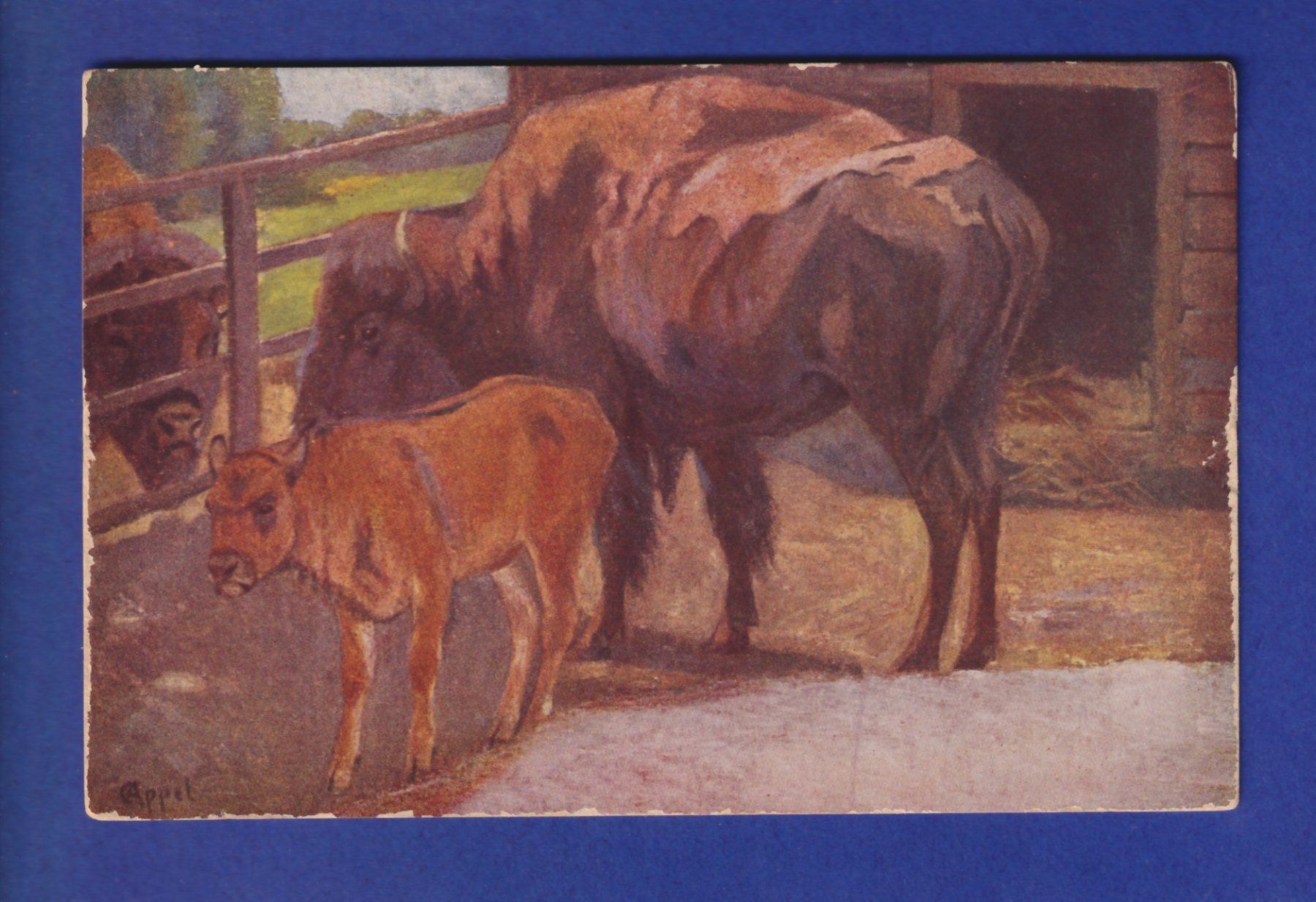 Cartoline postali: BISON – Usato da Pully venduto da nicecards-shop