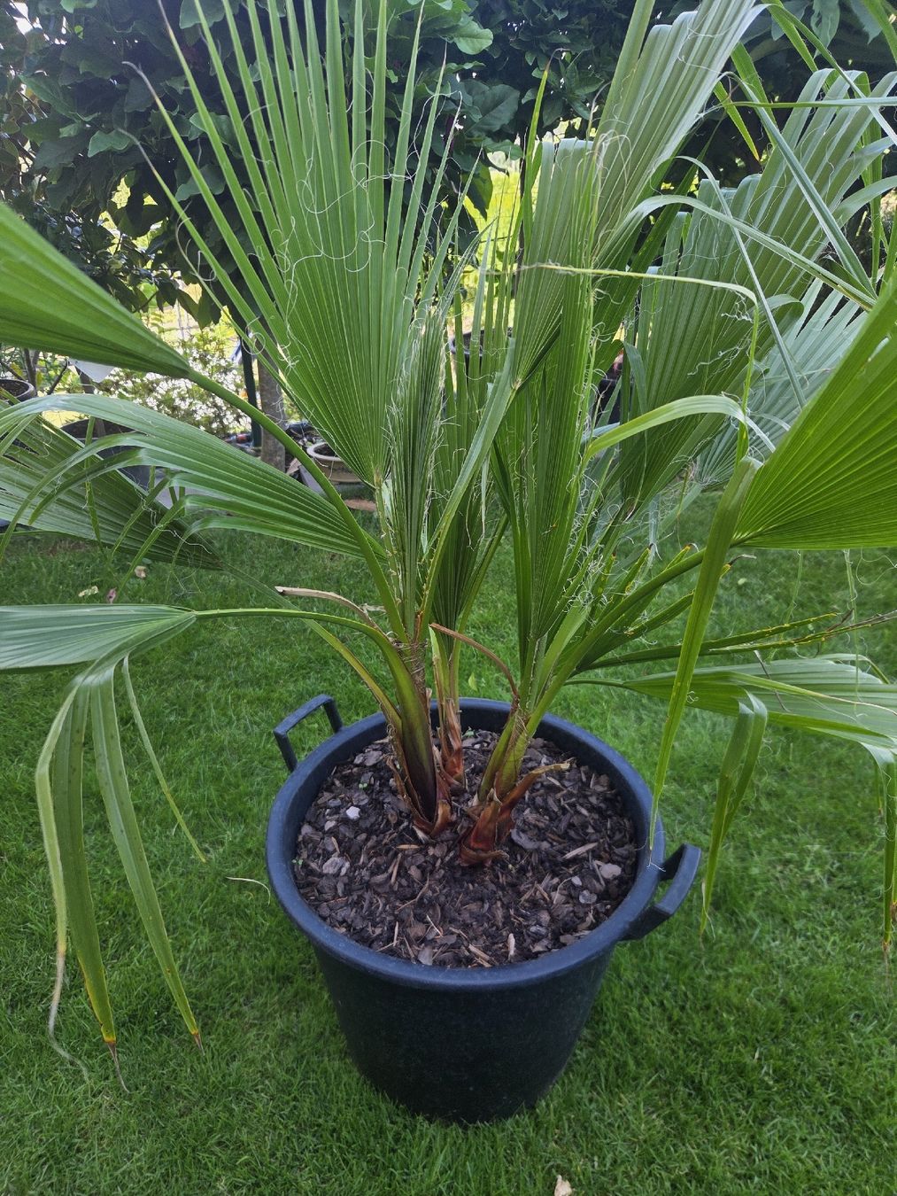 Piante & sementi: Washingtonia Robusta palme 4er stamm – Usato da Unterlunkhofen venduto da tomnova 3