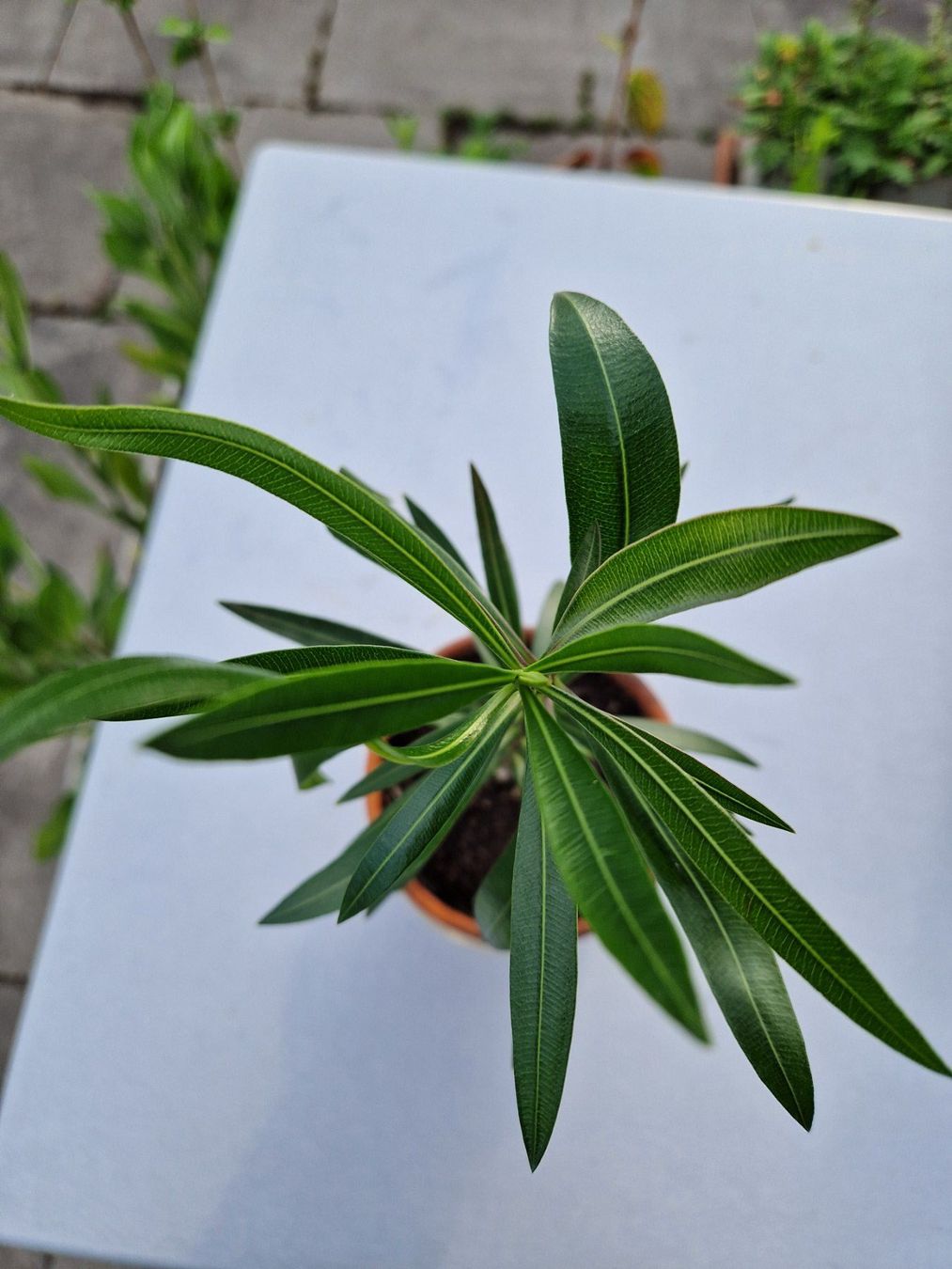 Piante & sementi: Balkon-/Gartenpflanze: Oleander dunkelrosa blühend – Usato da Münchenbuchsee venduto da Aare22 2