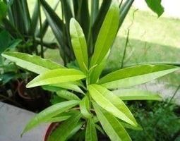 Piment de la Jamaïque/pimenta doica 5g