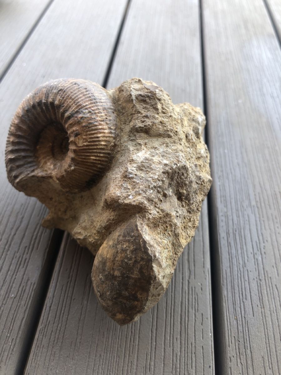 Fossiles: Fossilien  – Neuf (Voir description) à Mühlethal par nyffeler2815 1