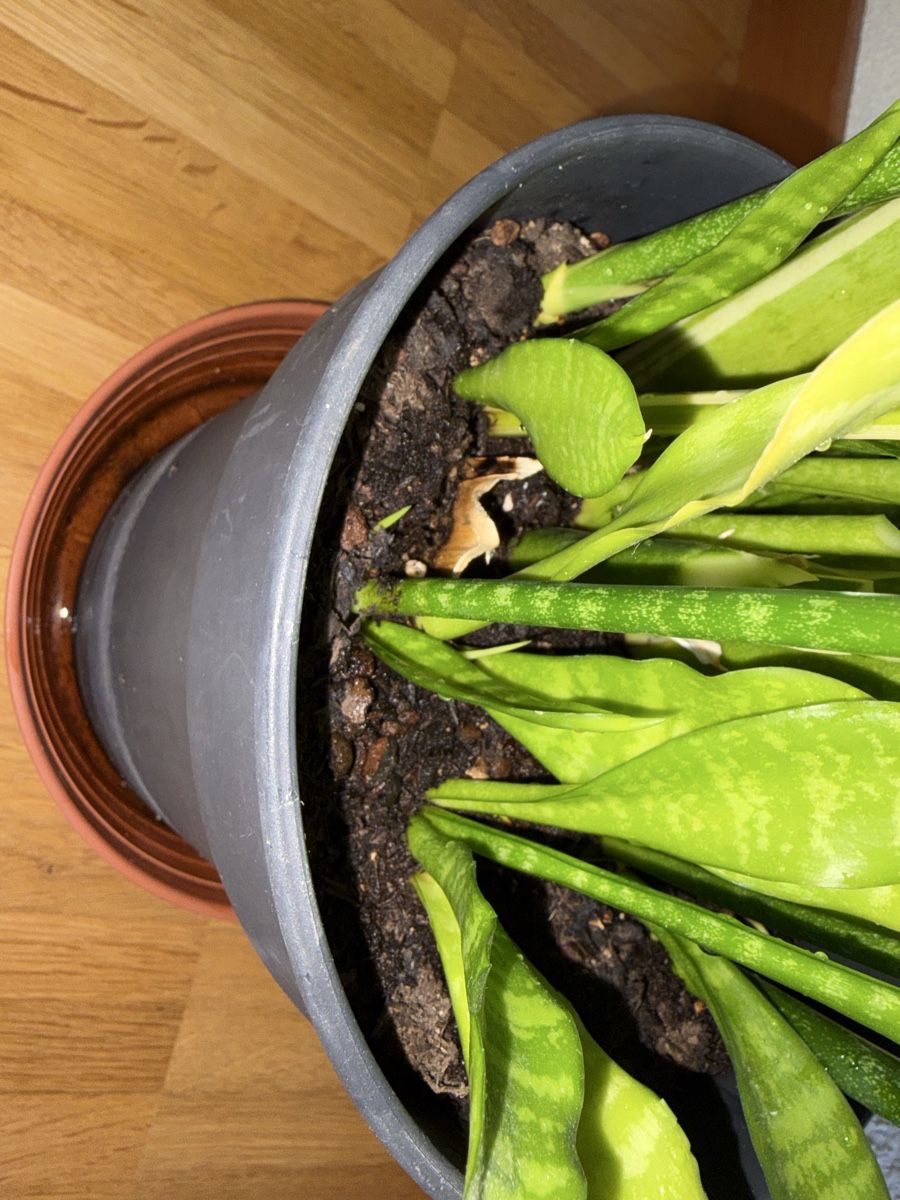 Plantes & graines: Bogenhanf Sansevieria im Topf  – D'occasion à Baar par annasorbian 2