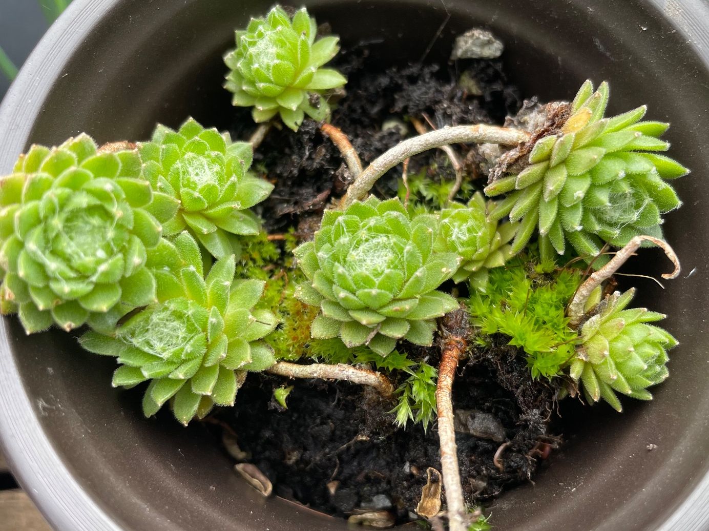 Piante & sementi: HAUSWURZ - Sempervivum Arachnoideum – Nuovo (secondo la descrizione) da Buchs AG venduto da fischli610 7