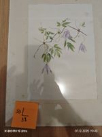 Das Bild zeigt eine botanische Illustration der Alpen-Waldre
