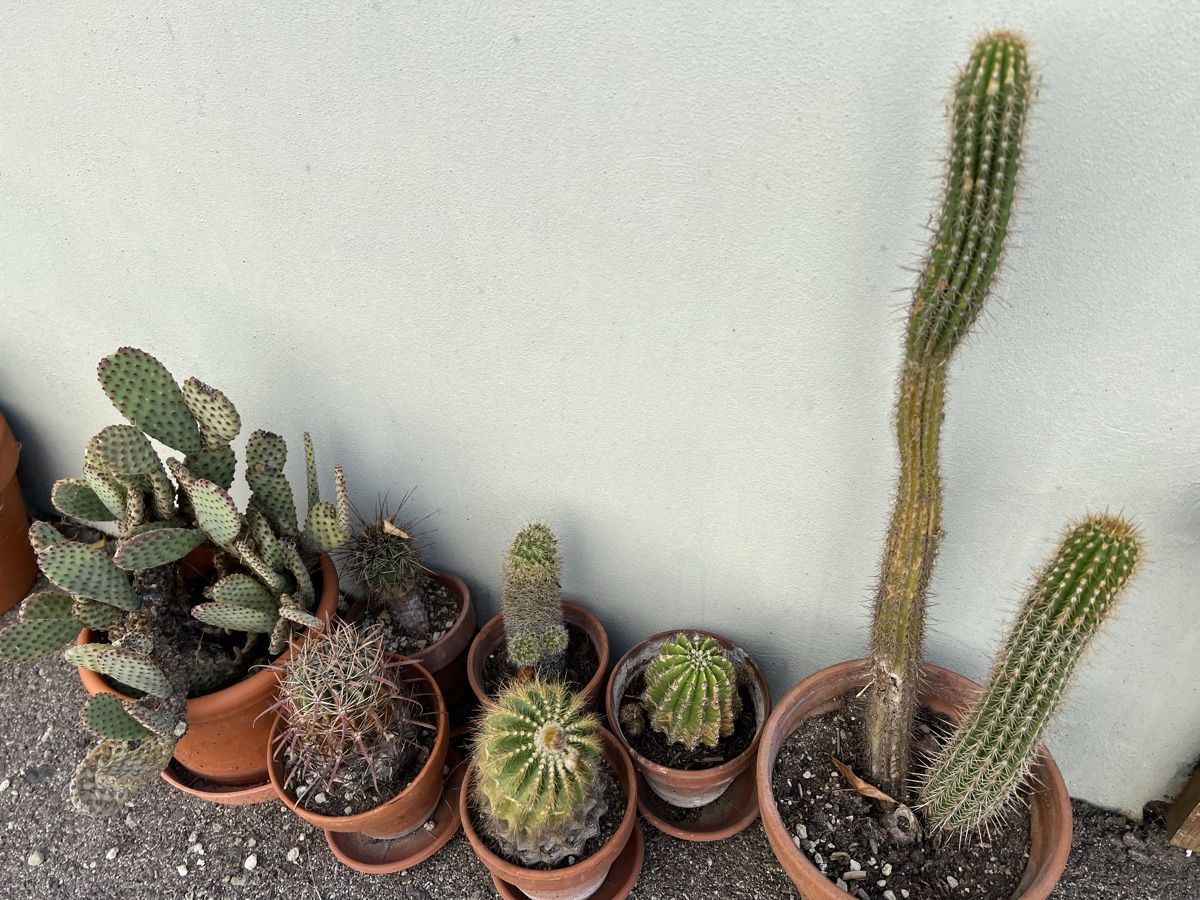 Plantes & graines: Kaktusse – D'occasion à Arboldswil par CJDA