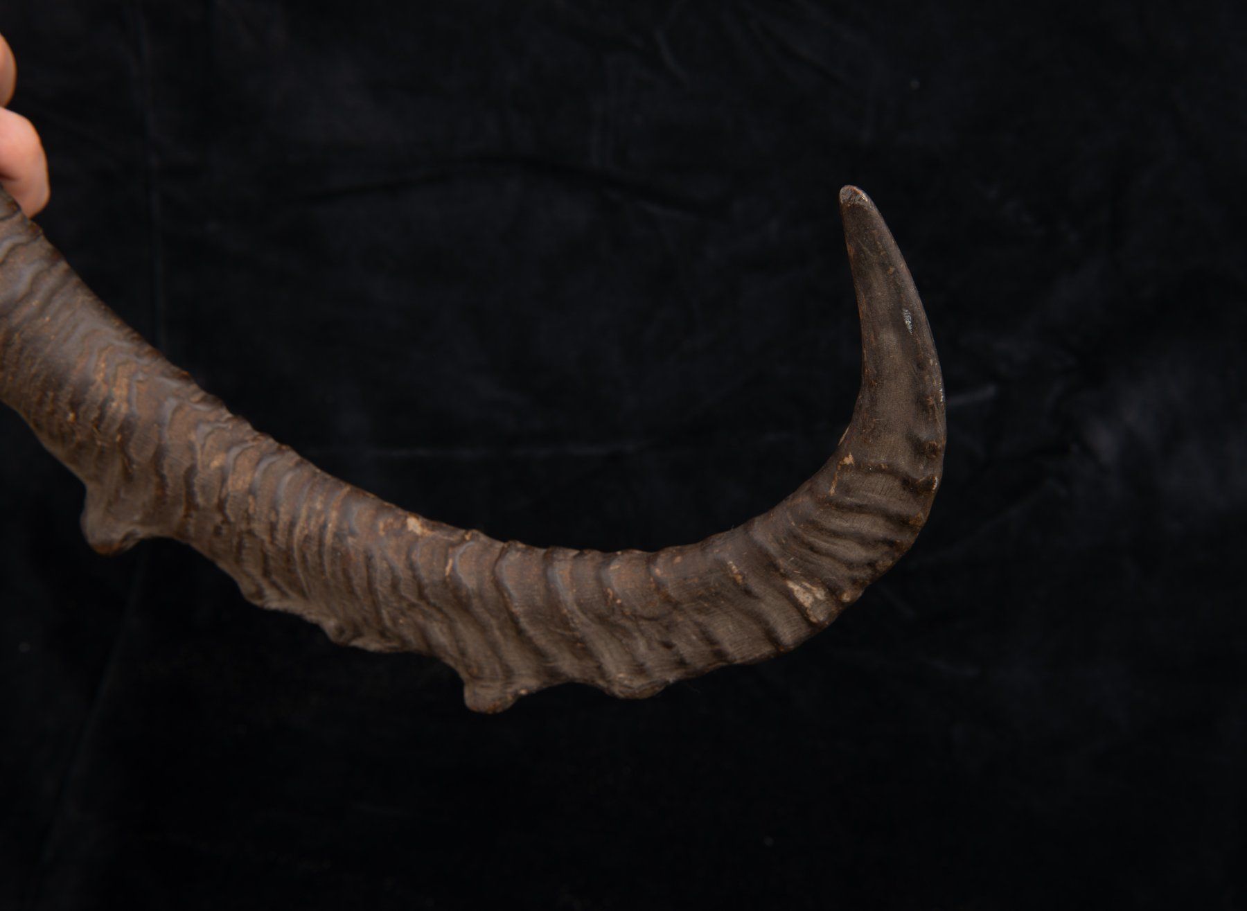 Welt der Tiere: Steinbock / Ibex Horn, alt und schön – Gebraucht aus Bern von  4