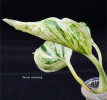 Epipremnum aureum 'Teruno Lovesong' - Kopfsteckling 🦄