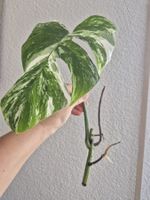 Monstera Ableger Variegata - Seltene Schönheit für Zuhause