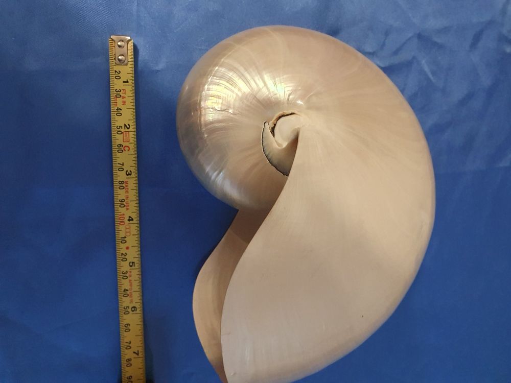 Nautilus-Einkaufstasche – Anatomisches Design, Große Kapazität, Perfekt Für Reisen Und Shopping