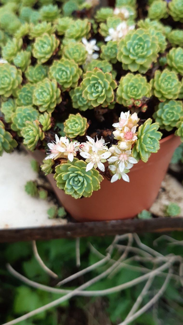 Piante & sementi: Rosensedum – Nuovo (secondo la descrizione) da Ibach venduto da chaemilochhobbygarte 2