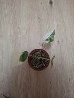 bébé alocasia Frydek variegata 🌱