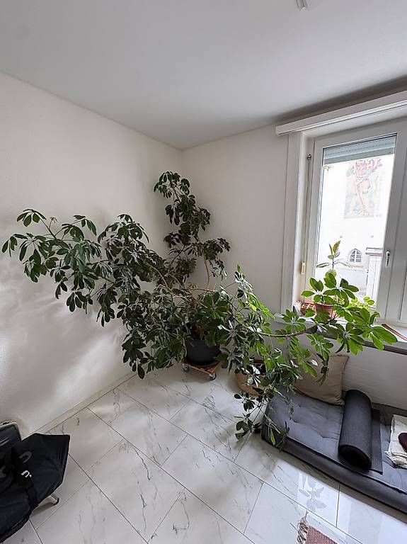 Pflanzen & Samen: Riesige Schefflera, Zimmerpflanze – Gebraucht aus Zürich von jan_p2yf 1