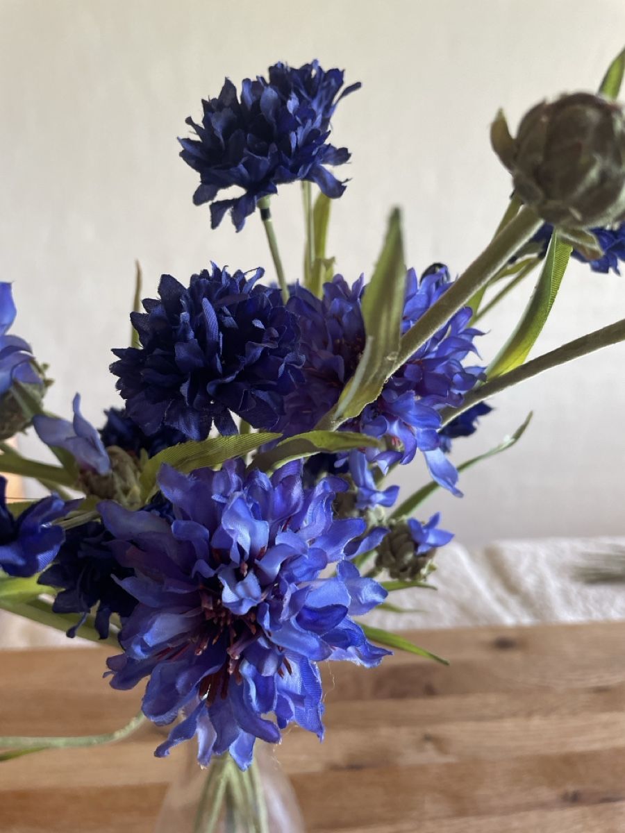Pflanzen & Samen: Kornblumen – Gebraucht aus Freidorf TG von ibipatria 1