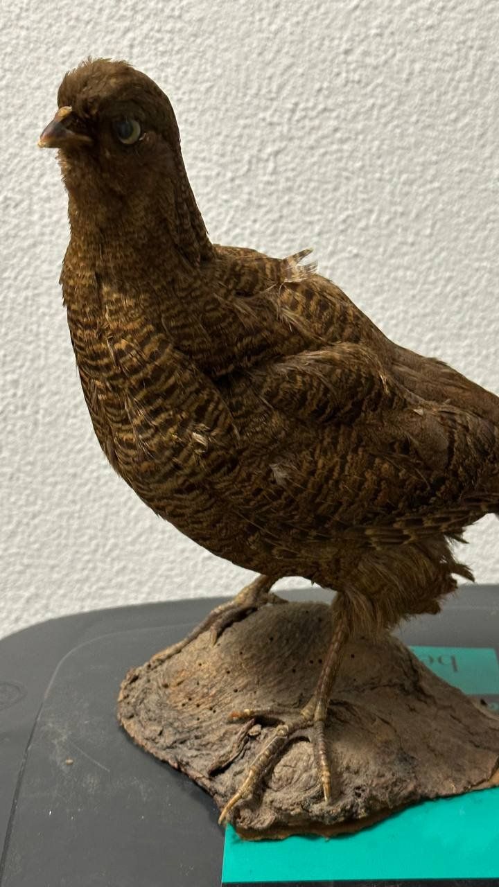 Il mondo degli animali: Ausgestopfter Vogel – Usato da Beringen venduto da Mantafisch1
