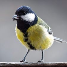 Profile image of VinicioG