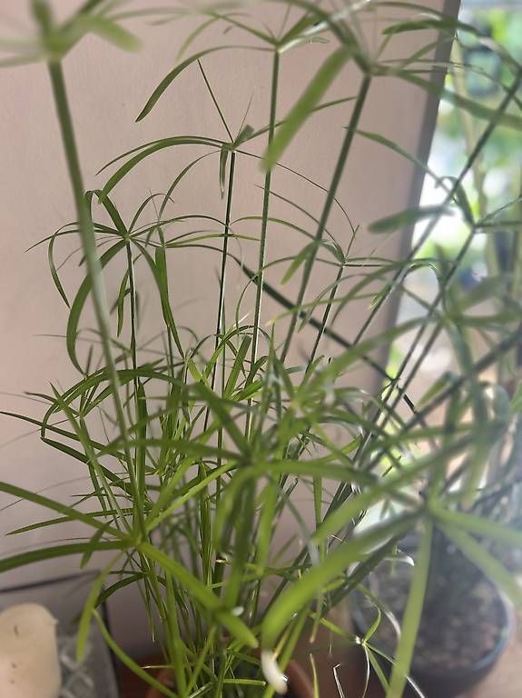 Plantes & graines: Papyrus  – Neuf avec emballage d'origine à Frauenfeld par Irene.Schuppli 3