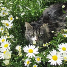 Profile image of katzen07