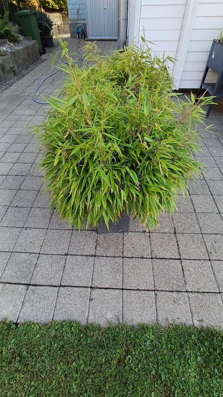 cactus lemon mango Mango Tree 'Lemon Zest' – Incredible Edible Landscapes