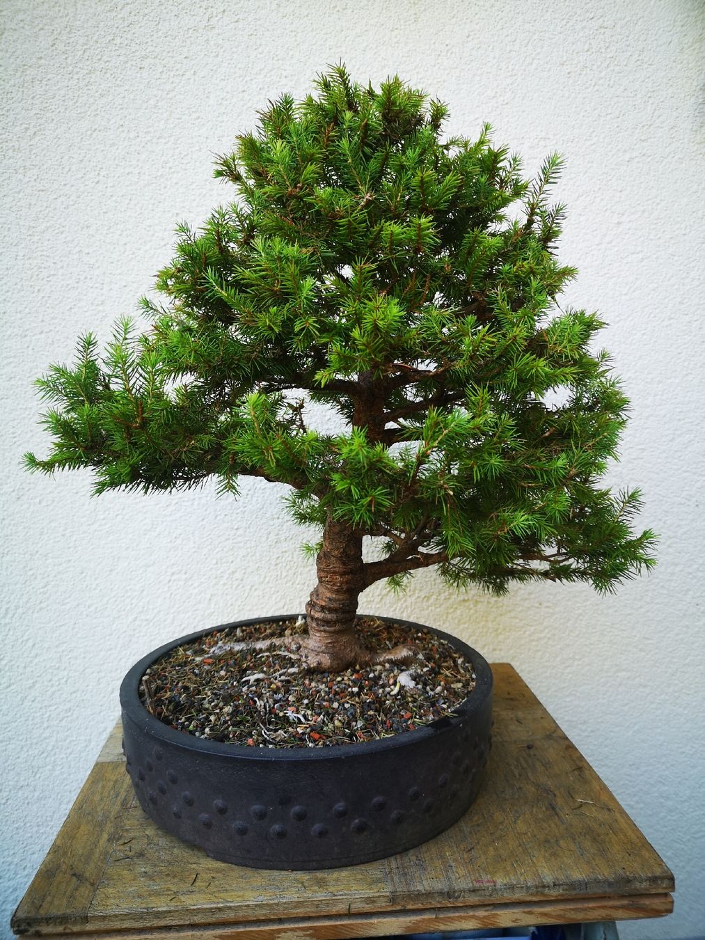 Plantes & graines: Bonsai Fichte – D'occasion à Tüscherz-Alfermée par airmax05 2