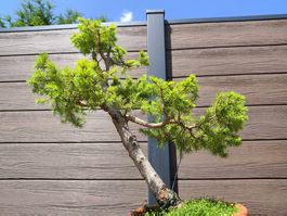 Bonsai Rohling Fichte