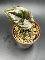 Alocasia Azlanii (1-2)