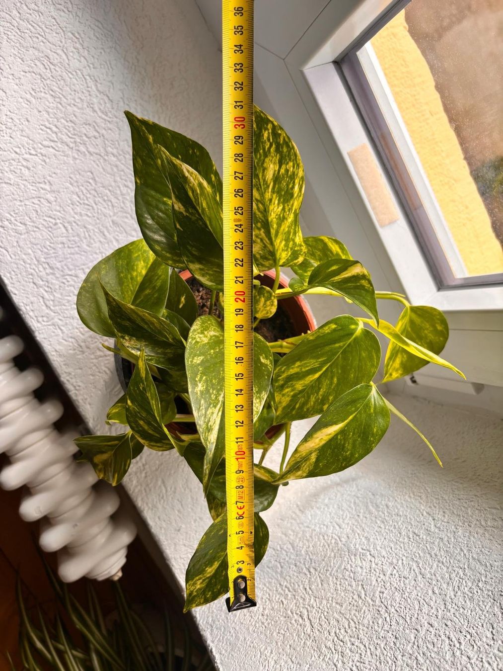 Piante & sementi: Pothos avec cache-pot design effet pierre texturé – Usato da Romainmôtier venduto da val_r8sn 2