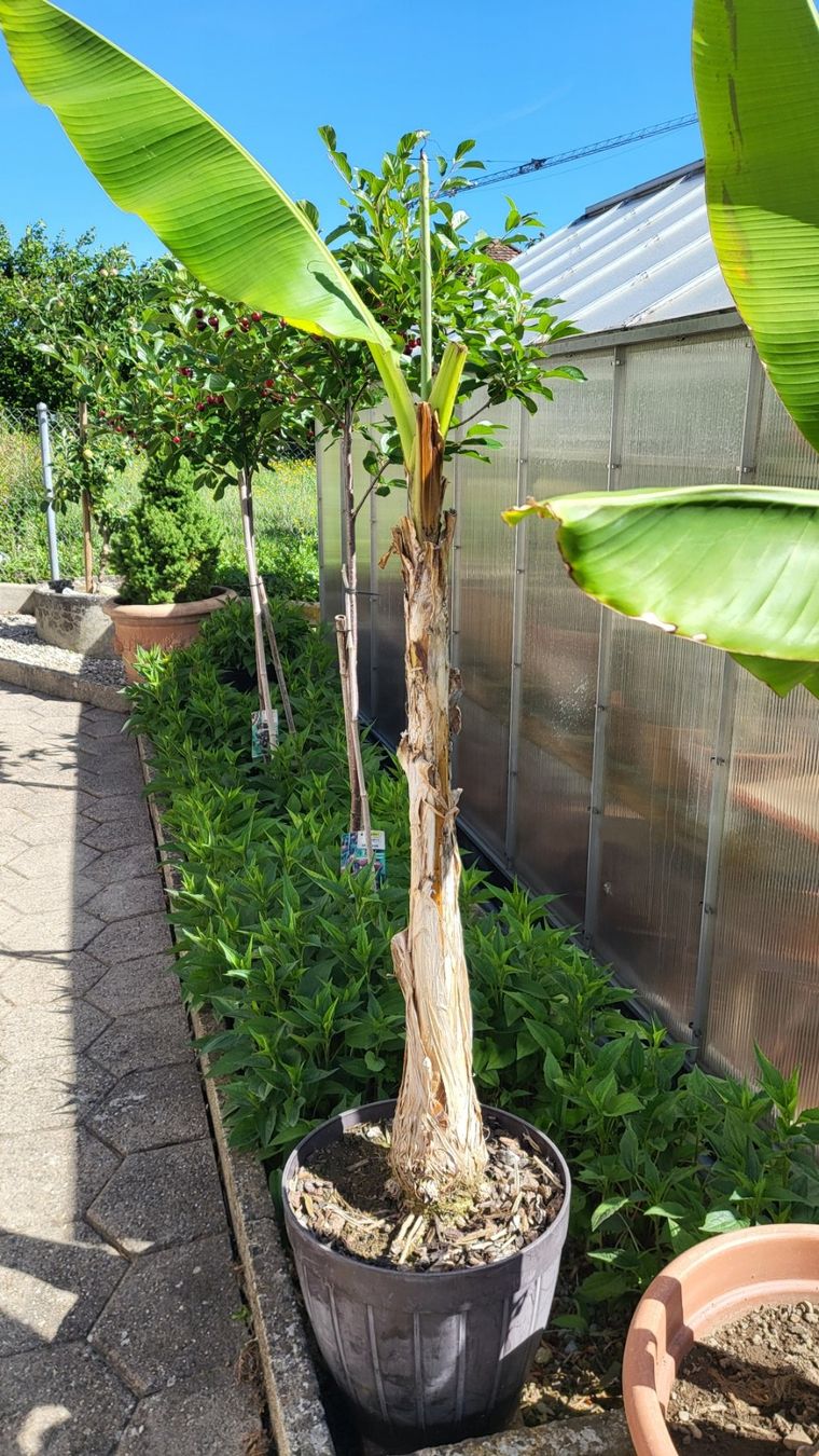 Plantes & graines: Banane Mussa Basjoo – Neuf (Voir description) à Burg AG par Fregu0