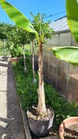 Banane Mussa Basjoo