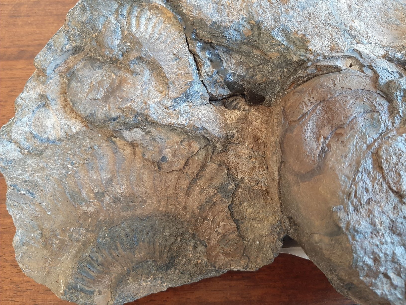 Fossili: Schöner Nautilus – Usato da Rickenbach BL venduto da Oktober68 6