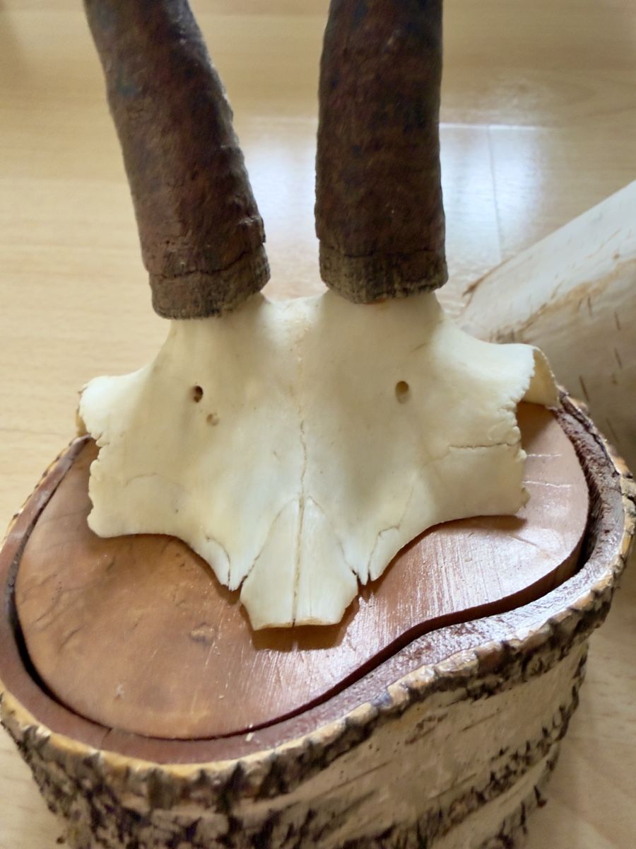 Il mondo degli animali: Walliser Gämse Schädel Trophäe auf Holzsockel – Usato da Widnau venduto da kustercarmen 8