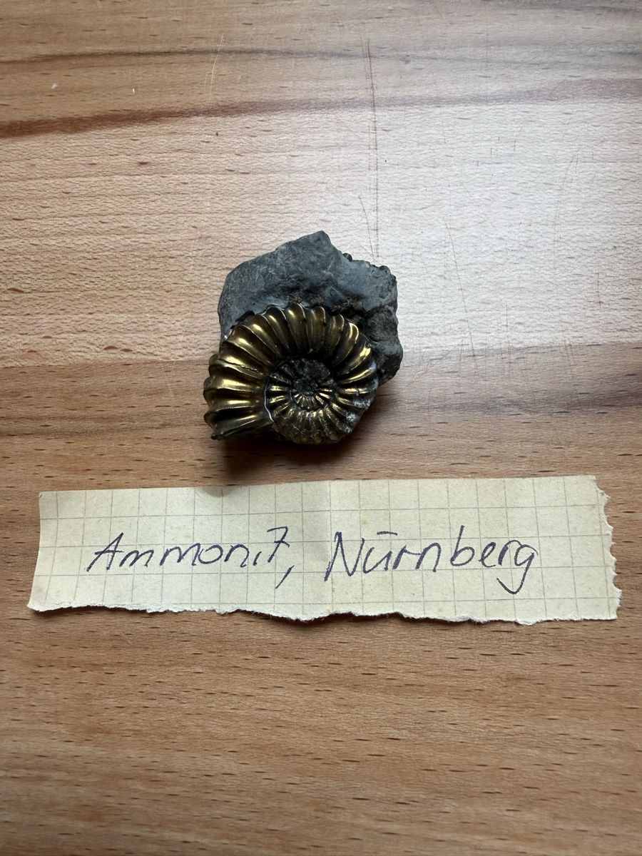 Fossiles: Pyritisierter Ammonit – D'occasion à Grenchen par Bastet007