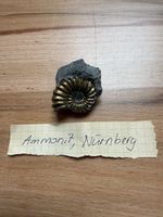 Pyritisierter Ammonit