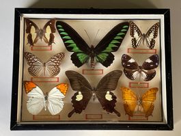 Schmetterling-Schaukasten | 7 echte exotische Präparte