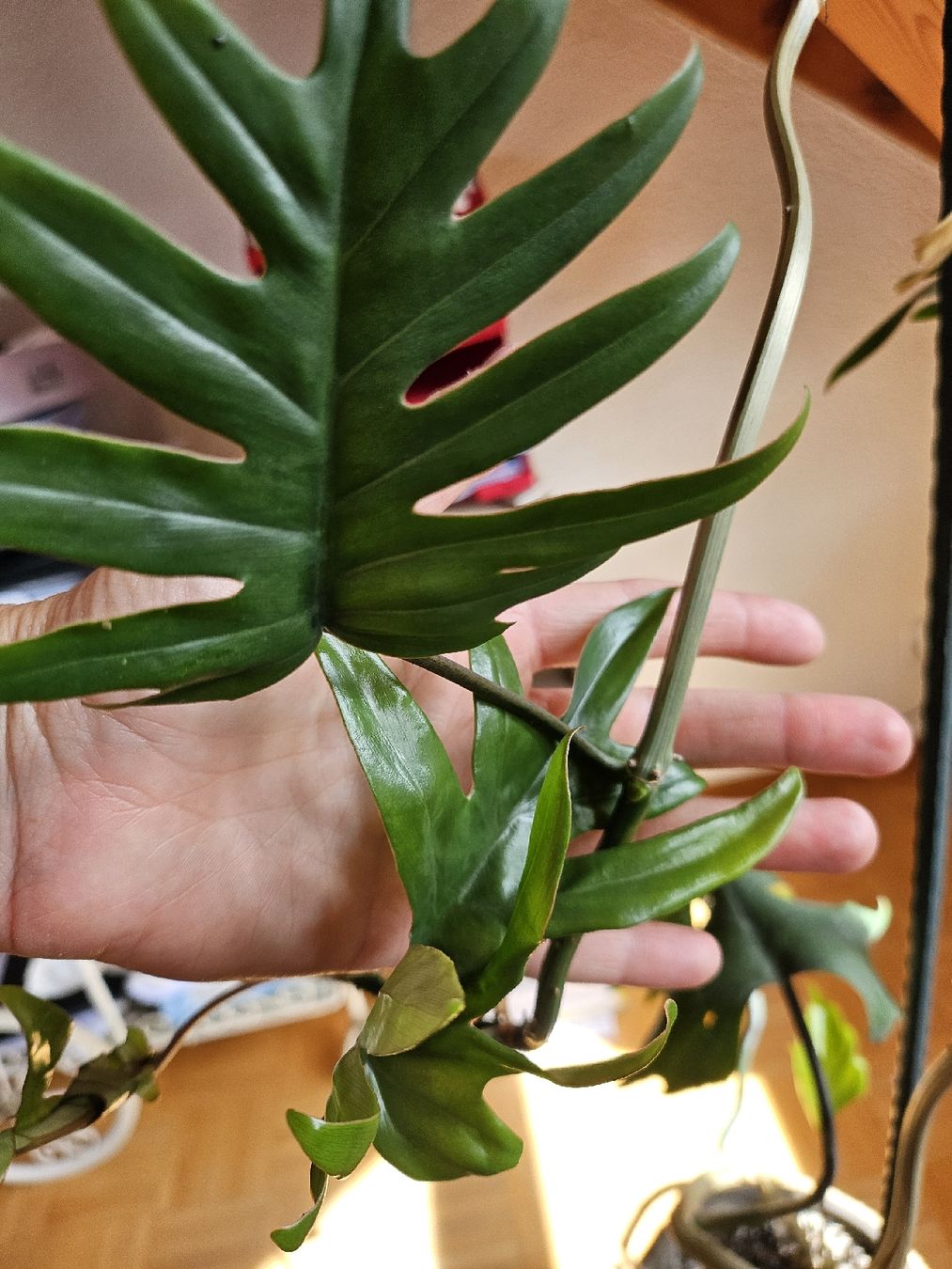 Piante & sementi: Philodendron pedatum XXL ca. 2.5 m  Eichenblatt Philodendron – Usato da Vinelz venduto da sonnenmond77 5