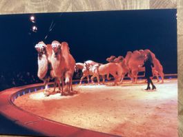 Circus Knie Foto 1999