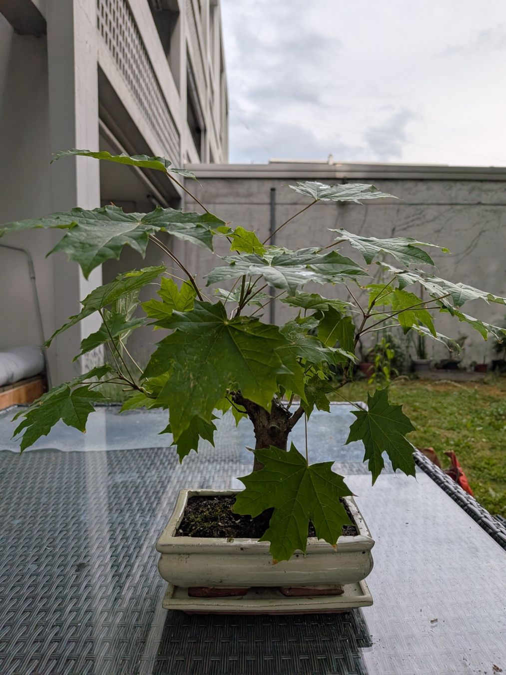 Piante & sementi: Bonsai Bergahorn – Usato da Bern venduto da Hydrom